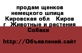 продам щенков немецкого шпица - Кировская обл., Киров г. Животные и растения » Собаки   
